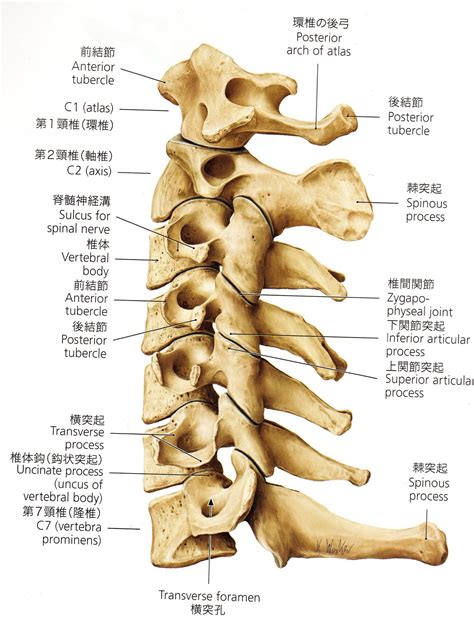 頸椎 英語